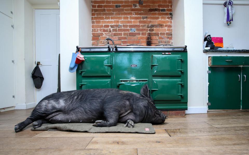  Blossom is now bigger than the giant Aga stove, one of her favourite places to sleep