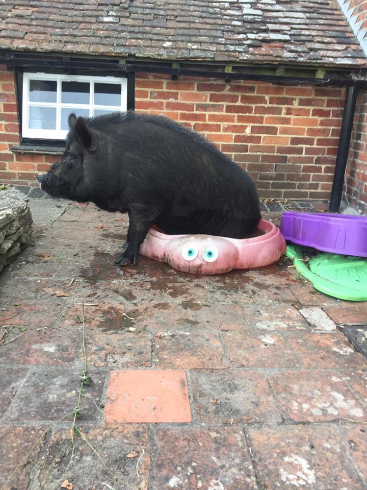  Blossom now weighs more than 20 stone and can't squeeze into this kiddie paddling pool