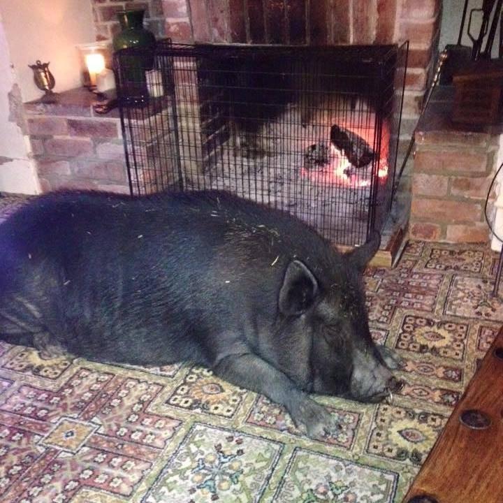  Visitors love seeing a pig in the house and want their picture taken with her