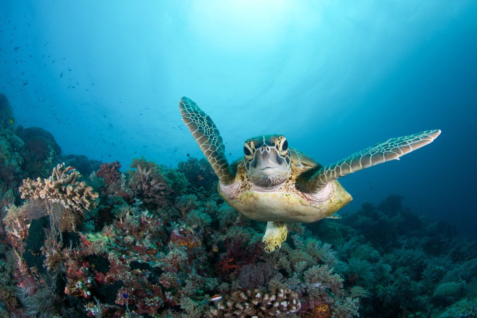 Coral reefs are actually doing pretty well despite the doom and gloom