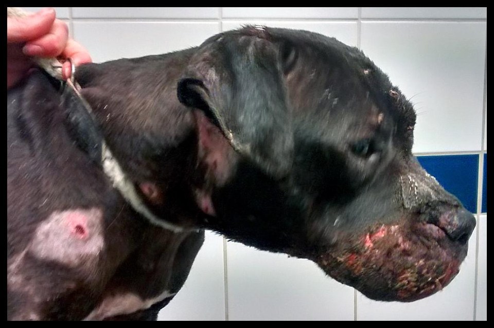 Dogs like Kali, a veteran fighting dog, will walk limp away from fights covered in cuts and gouge marks