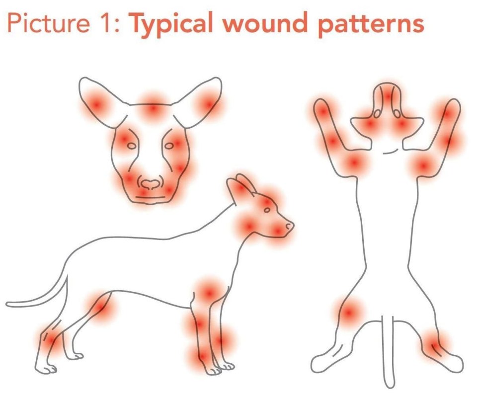 Fighting dogs can face an array of injuries and medical conditions, which are rarely ever seen to by vets