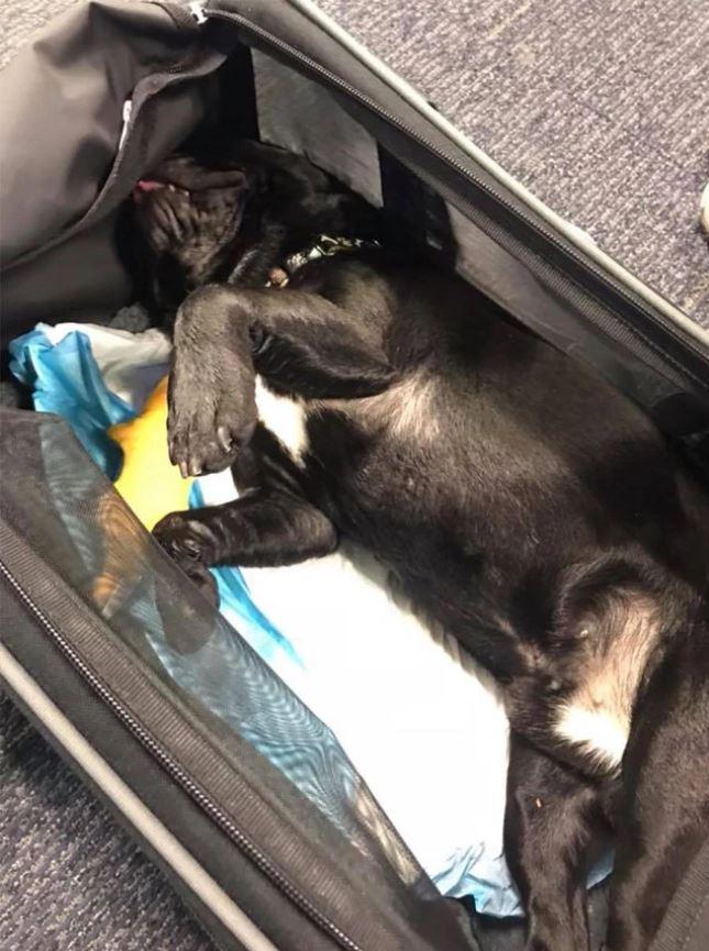  It comes after a 10-month-old French bulldog died on a United Airline flight