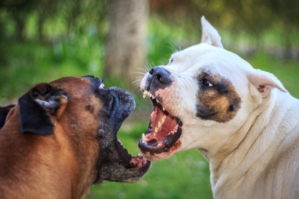 Sustained, distressed barking from lots of dogs in one garden could be a sign of a dog fighting breeder near you