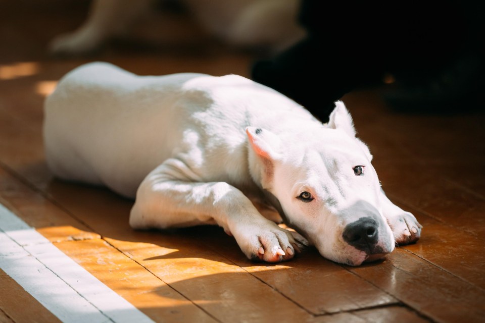 The dogo Argentino is another breed which is often used in fights