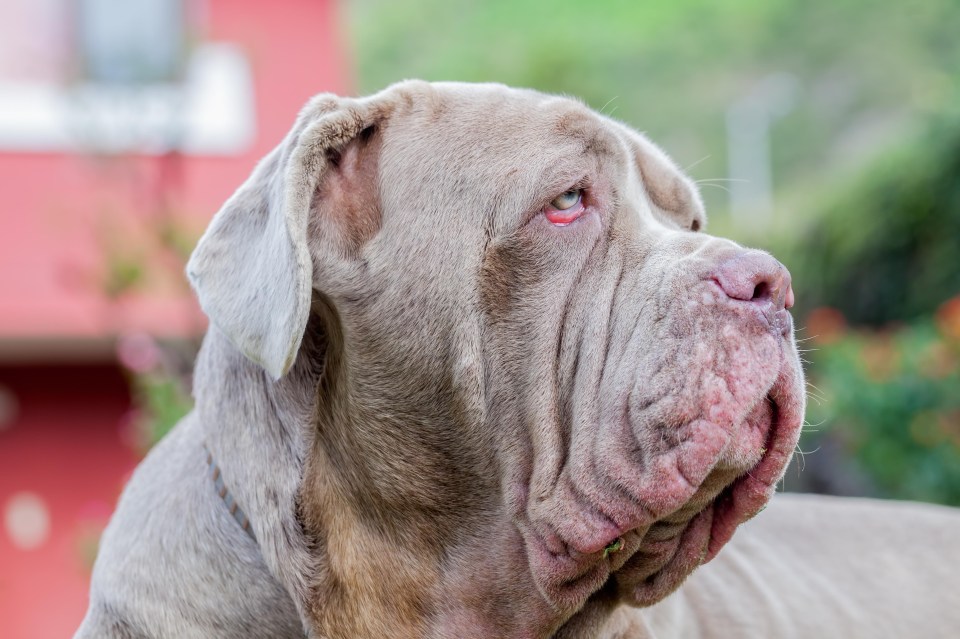 Neapolitan mastiffs are among the most common breeds used in fighting