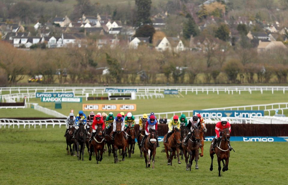  Six horses died during this week's Cheltenham Festival