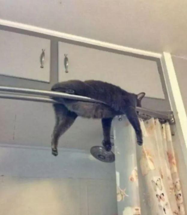 One adventurous feline got a little stuck during their bathroom adventure