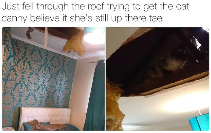 One cat owner took a massive tumble through the ceiling when they were in the attic looking for their cat