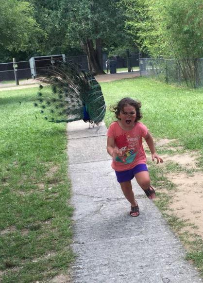 One girl realised you shouldn’t get too up close and personal to a charging peacock