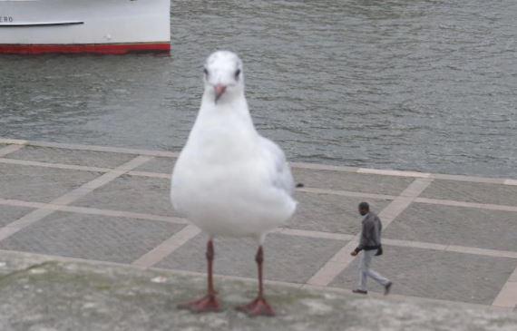  The giant birds are here to take over