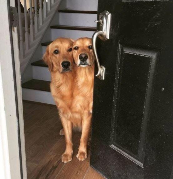  What's better than one dog? Two dogs in one of course