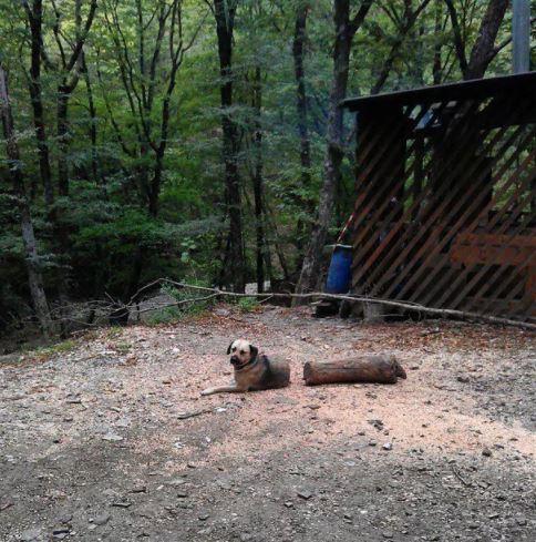  This dog appears to have been sawed in half