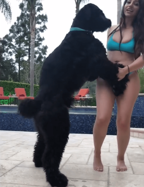  The model, who has 281k Instagram followers, is seen playing with Hef the dog