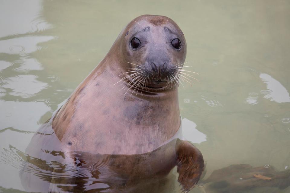  Head to Gweek's Cornish Seal Sanctuary to find seals, penguins, otters and sea lions