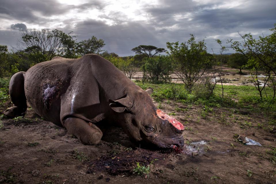  Poachers have hunted the black Rhino to near-extinction