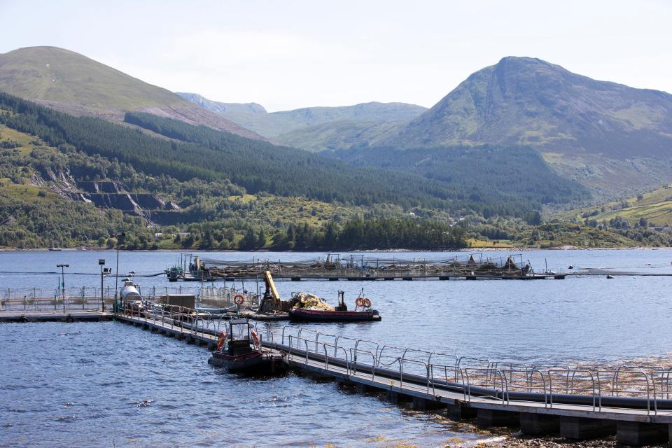  A salmon farm in Scotland