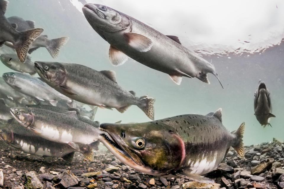  Pink salmon in Alaska