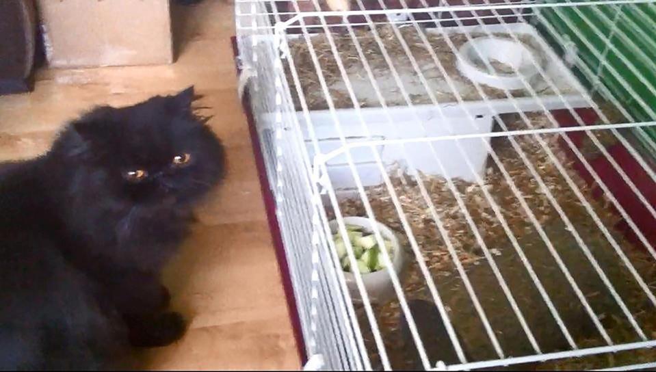  The family are demanding to know what happened to the Skripal's beloved cats and guinea pigs