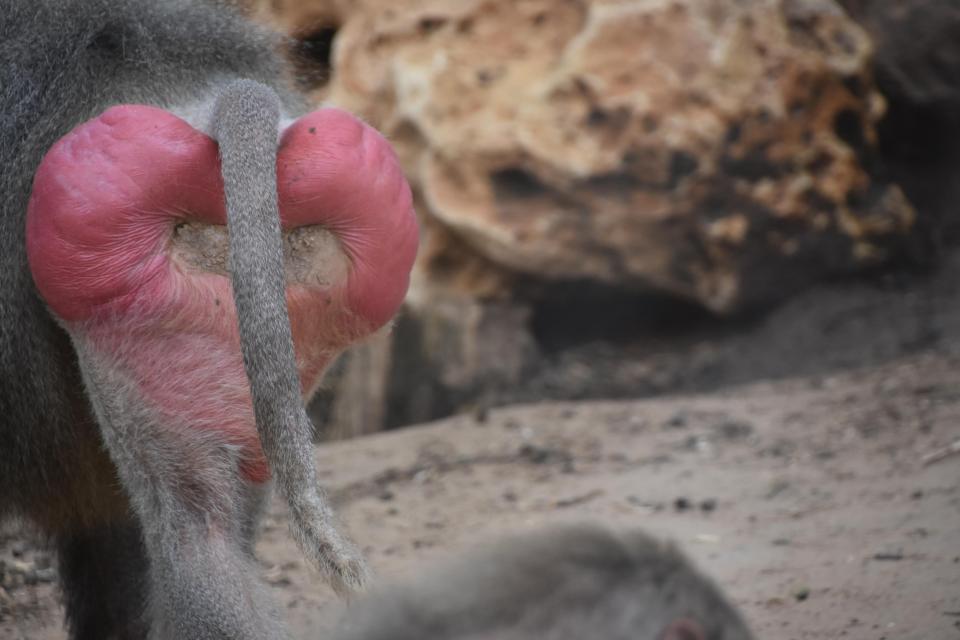  A condition called Baboon Syndrome can leave people with a bright red rash on their bum