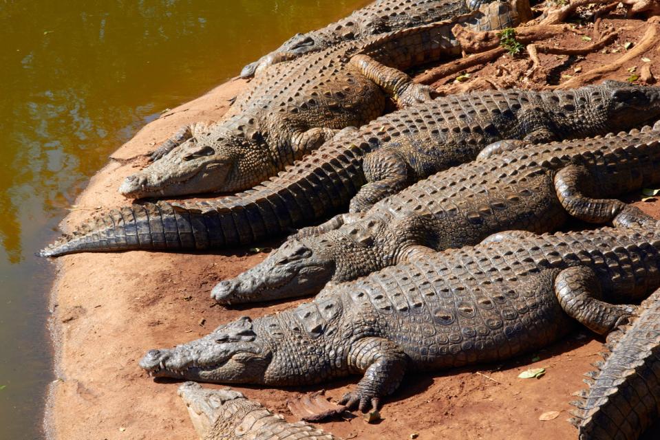  A drunken tourist had his arm ripped off after jumping into a pool of crocodiles