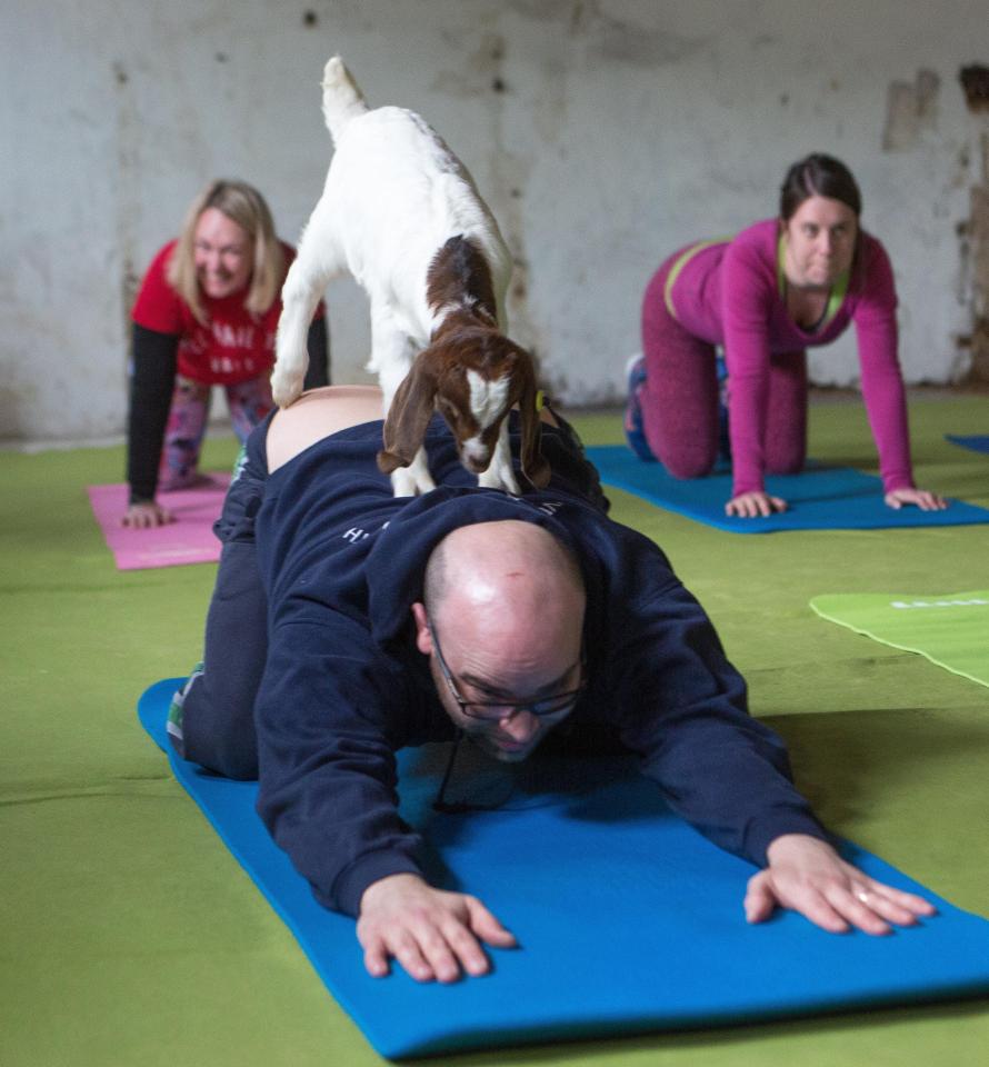  Laura Corbett is using baby goats to help get people fit in pilates classes