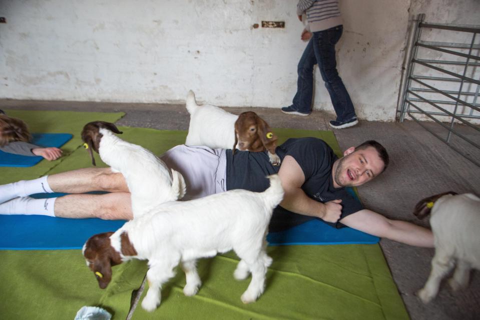  The goats help fitness fans release 'feelgood' hormones such as serotonin