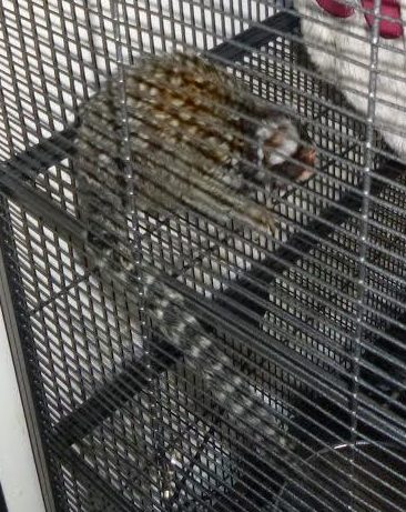  A vile pothead smoked so much weed in his North London flat he made his pet monkey