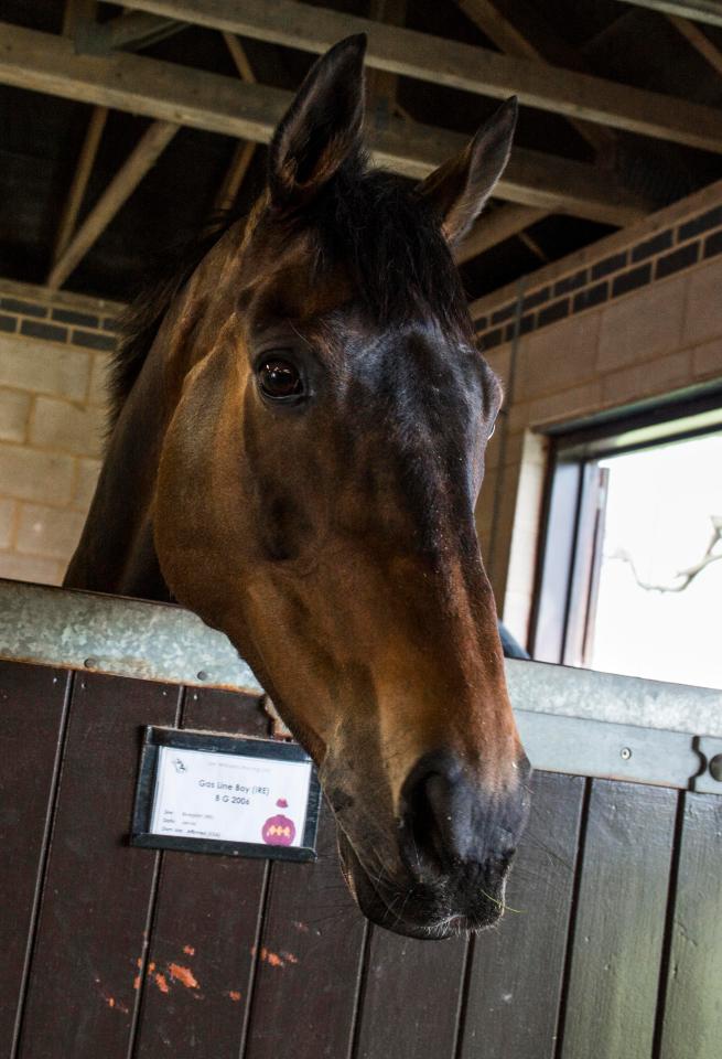  Gas Line Boy finished in an impressive fifth at last year's National