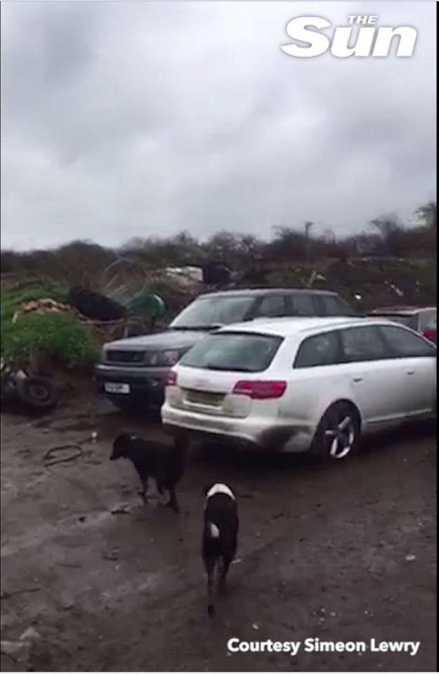  Dogs roamed the muddy fields after cars were dumped at the farm and pub