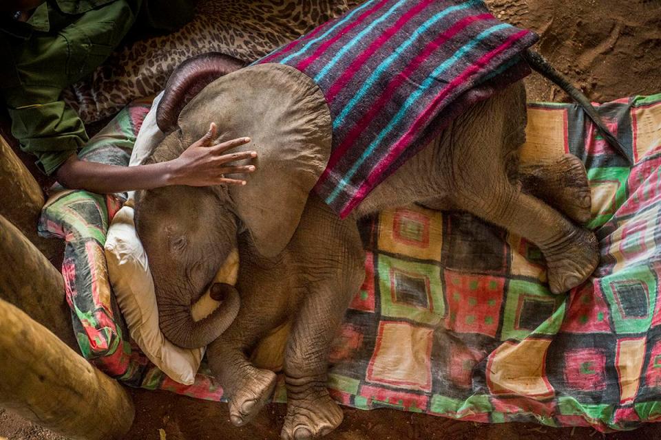  A National Geographic image showing a young girl tending to a rescued baby elephant won first prize in the nature category