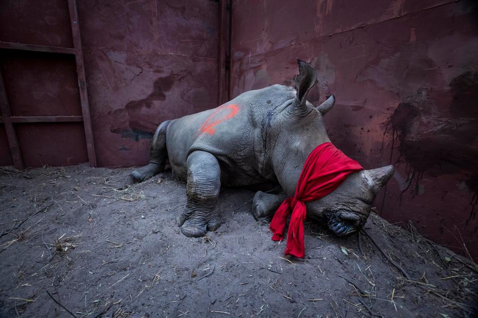  An image called ‘Waiting for Freedom’, which was shot by Neil Aldridge and featured a southern white rhinoceros, drugged and blindfolded, won the environment category