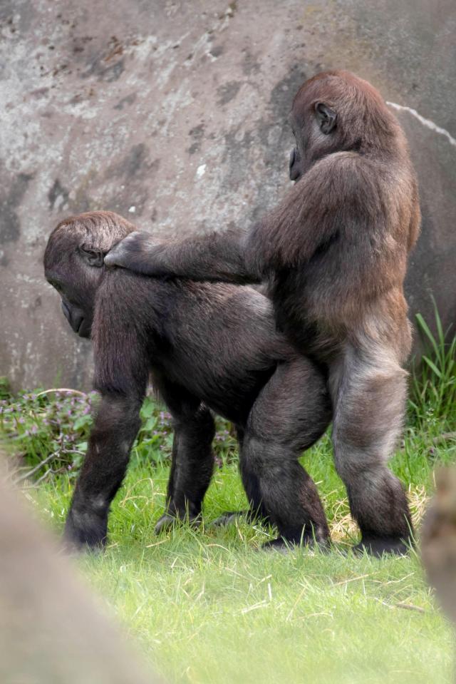  The two gorillas didn't seem to mind who saw them as they got frisky