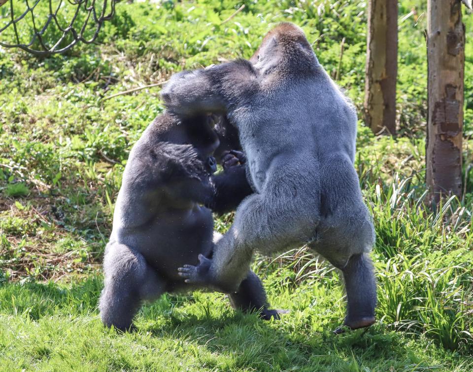  Apes Kivu (left) and N'Dowe (right) tussled at Paignton Zoo Environmental Park in Devon