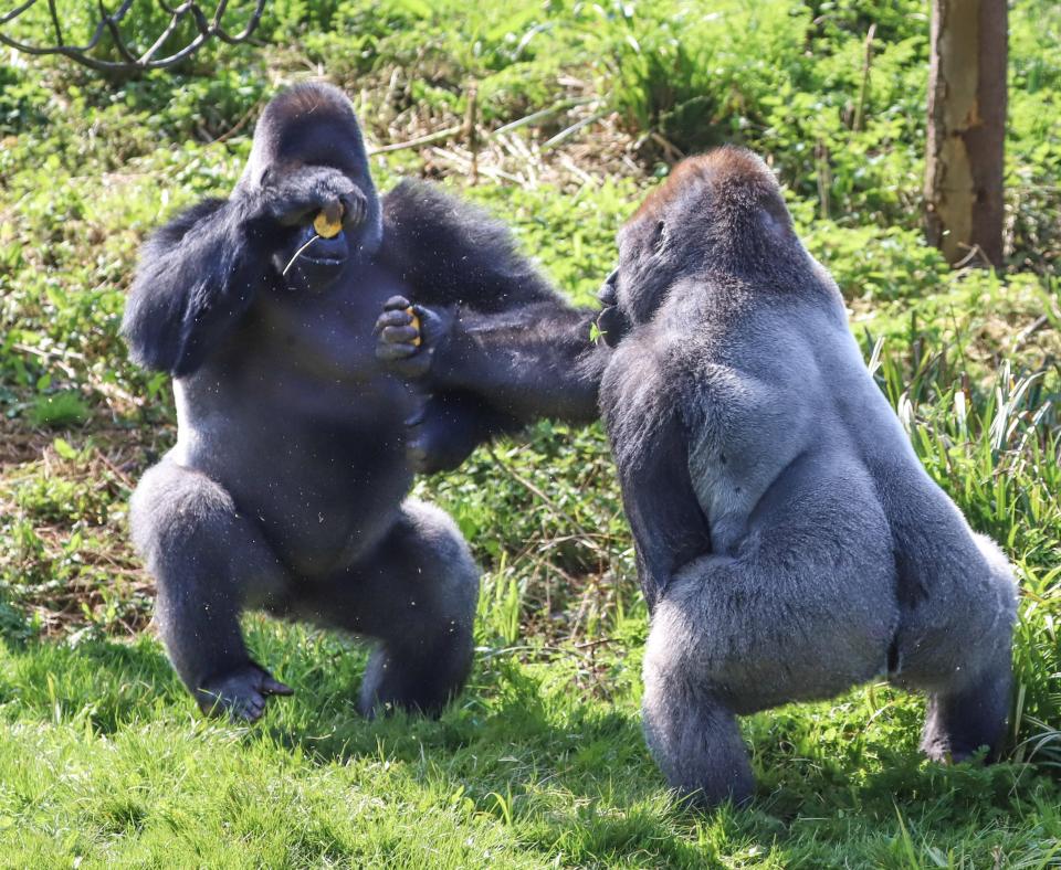  The Western lowland gorillas are said to often squabble over food, with the resulting brawl usually being a class battle