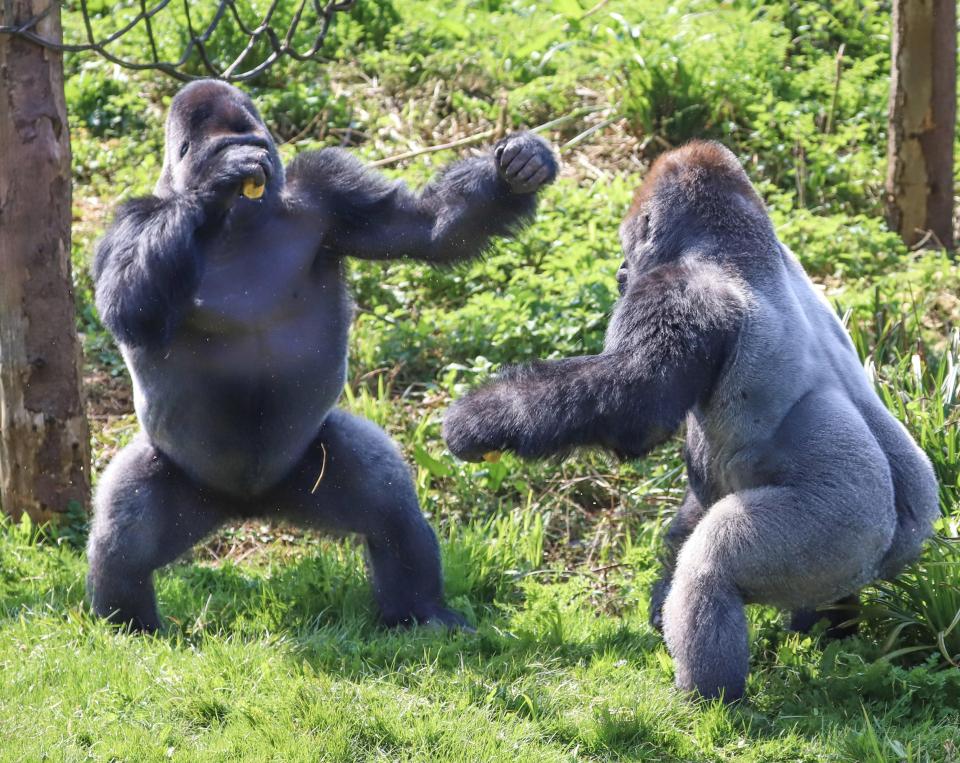  The gorillas were snapped having a 'boxing match' during a dispute over food