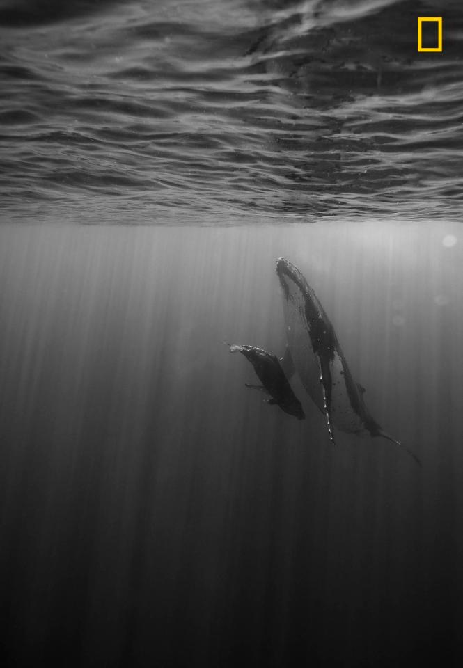  A whale is seen nursing its calf in this photo by Dalida Innes. She said: 'At the time, I had no words to express what I was seeing, it was so emotional, I kept my distance. I didn't want to disturb that moment.'