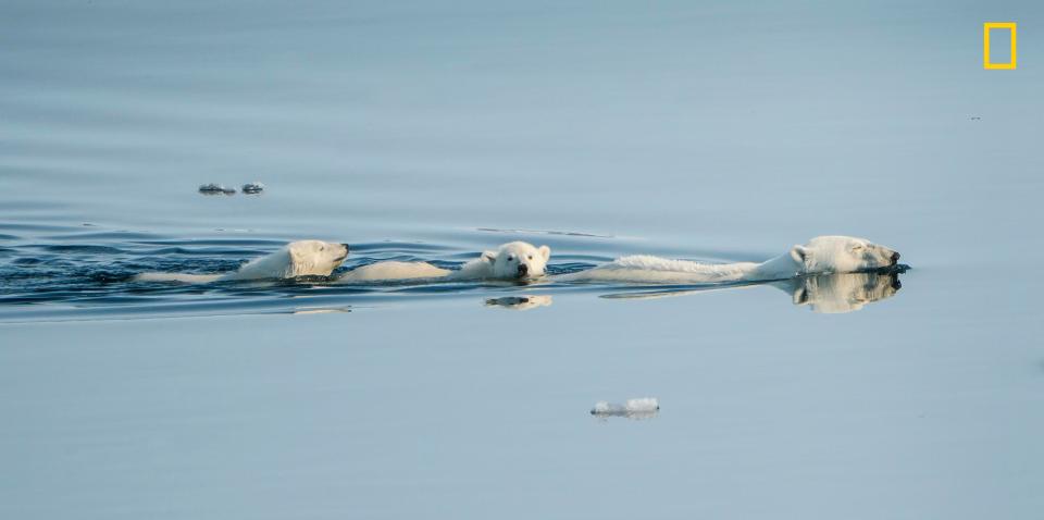  Photographer Karen Larsen said: 'We spotted this mama and her two cubs swimming along the ice sheets in search of food.'