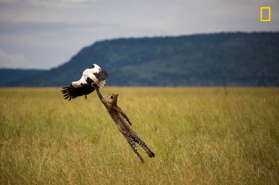  Photographer Paul Rifkin said: 'I watched the stork and as soon as it flapped it's wings I shot one shot.'