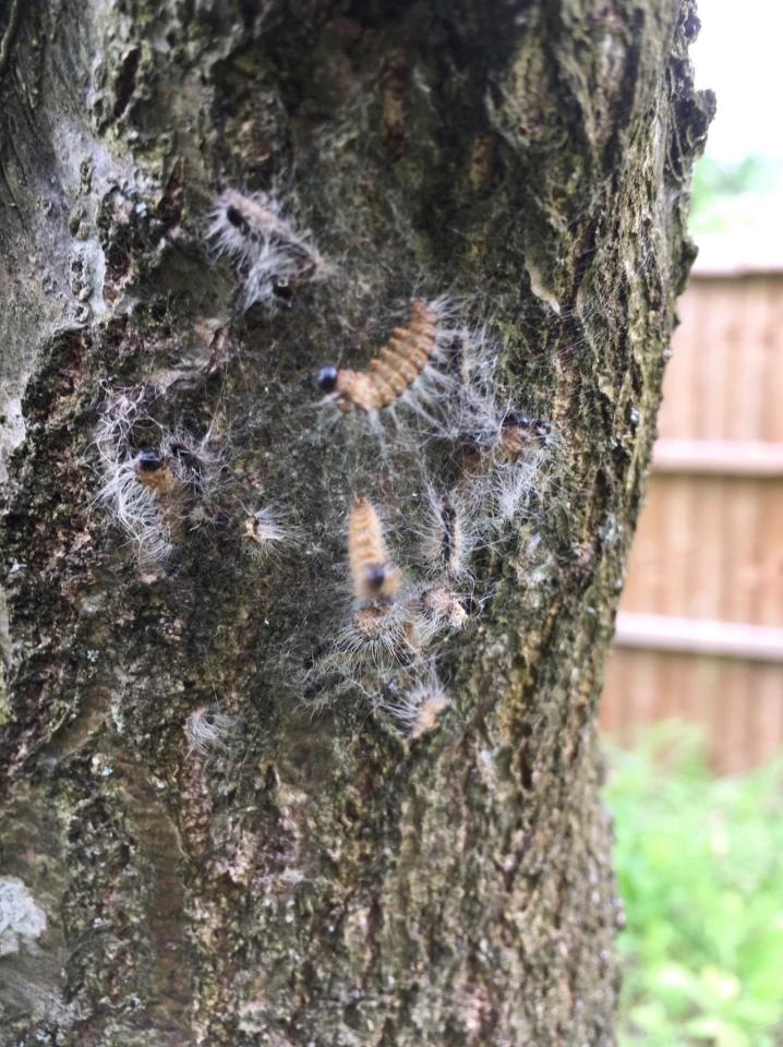  The nests can grow to the size of a tennis ball, or stretch to three foot in length, and contain hundreds of caterpillars that are around two-inches long