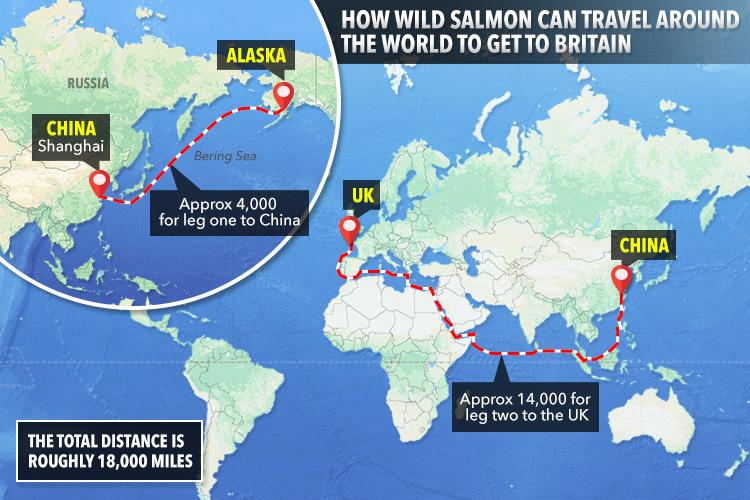  Some "wild" salmon has travelled 18,000 miles and could be up to a year old