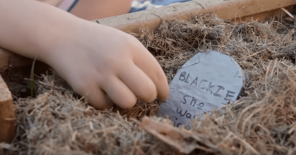  A grave for Counterman's favourite cockroach Blackie who sadly died