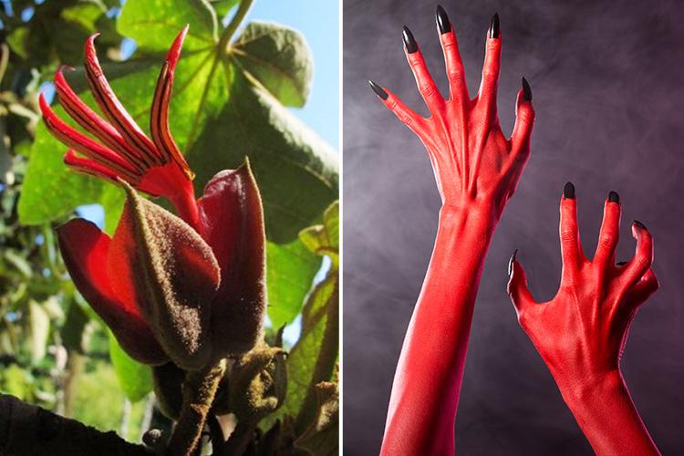 Devil’s Hand Tree plumes are finger-lookin’ good despite hellish inspiration