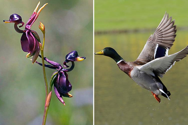 It’s not bird-brained to bill this as the Flying Duck Orchid