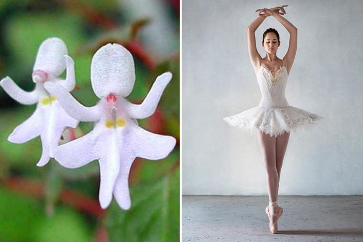 It’s easy tutu see how ballerinas inspired delicate Dancing Girl Impatiens