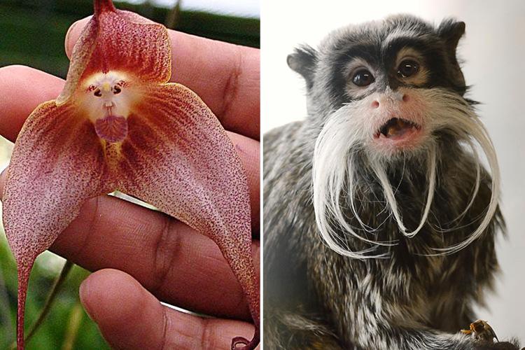 It’s nuts how much this Monkey Face Orchid looks like the Bearded Emperor