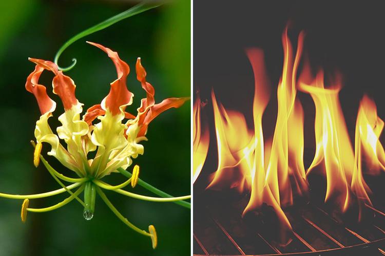 Look and burn as we reveal how fire inspired the Flame Lily’s name