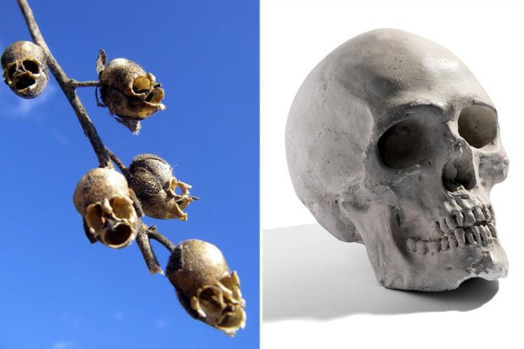 Snap Dragon seed pods are grim reapers – because they look like spooky skulls