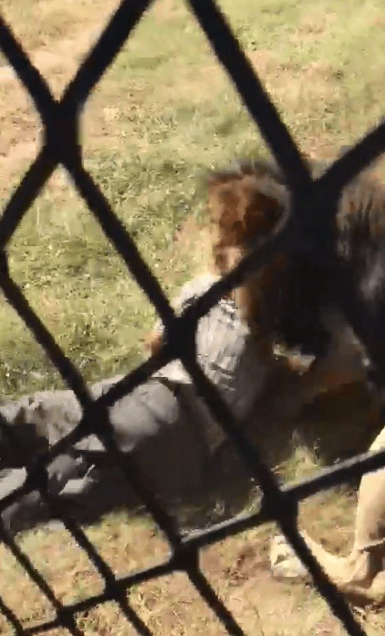  The lion grabs Mike at the enclosure door while onlookers scream in horror