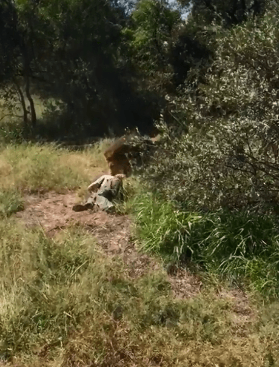  As witnesses scream for help, the lion paws at Mike who does not appear to be moving